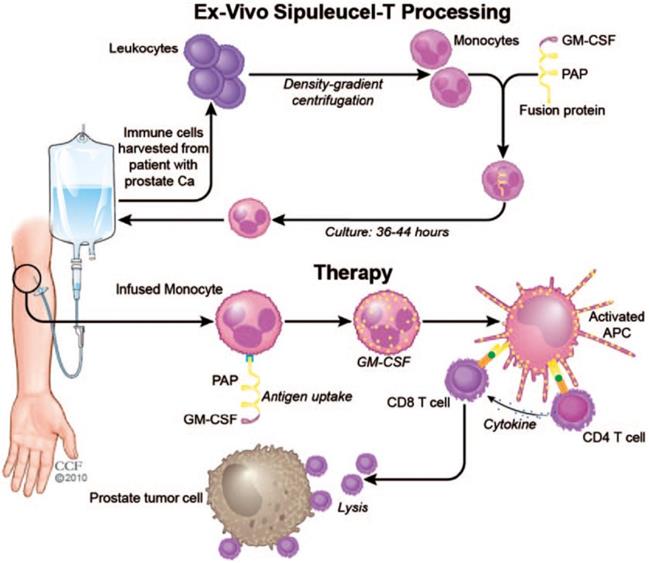 Theranostics Image