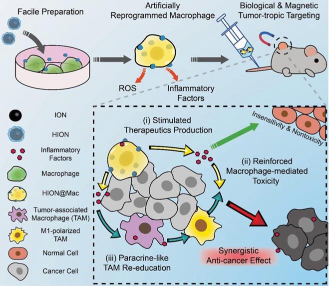 Theranostics Image