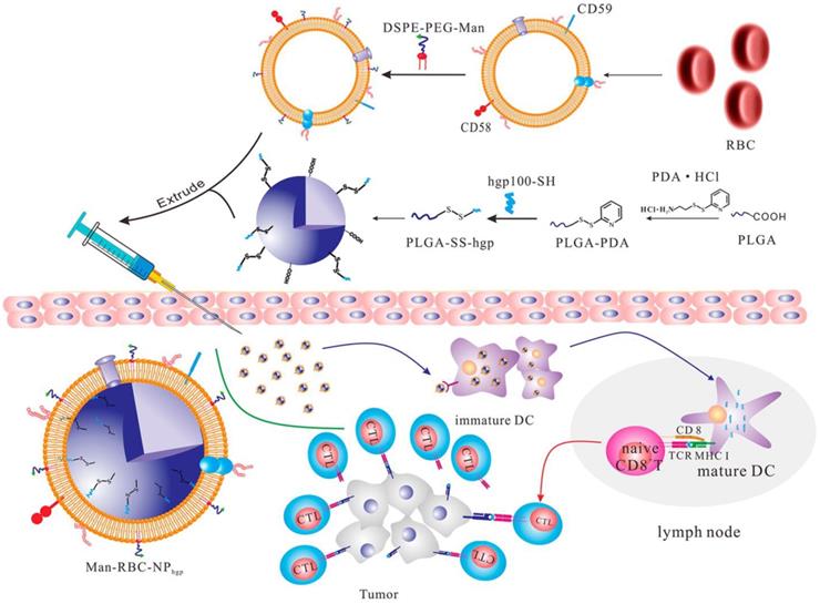 Theranostics Image