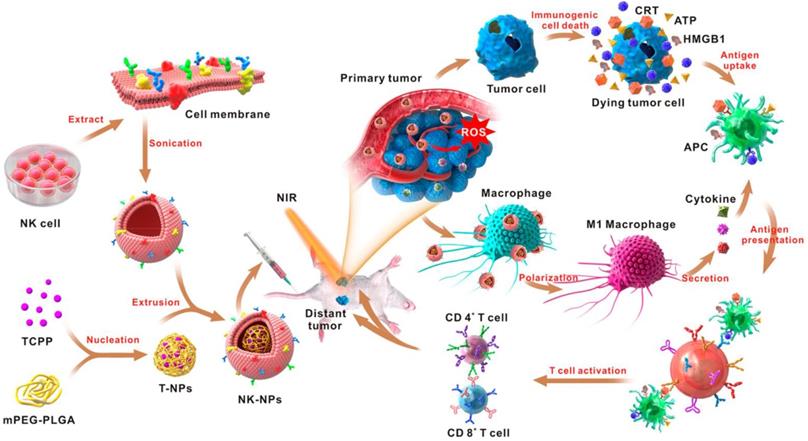 Theranostics Image