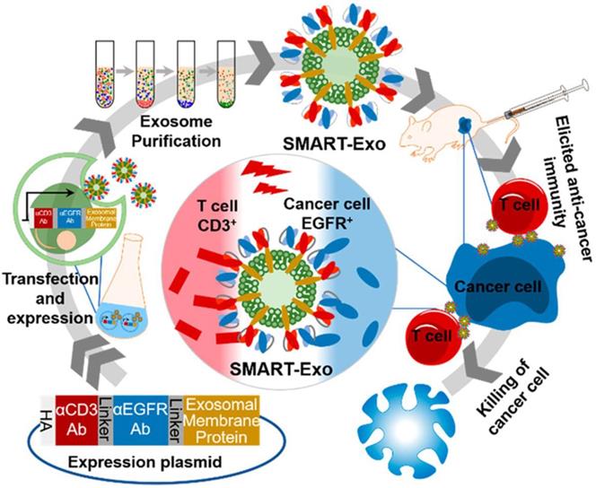 Theranostics Image