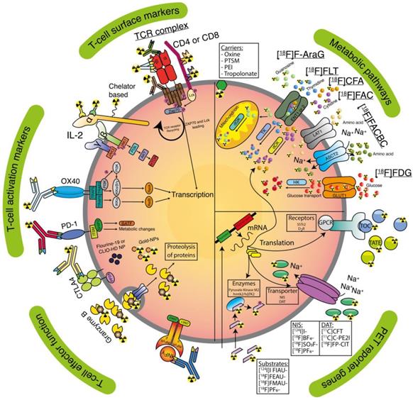 Theranostics Image