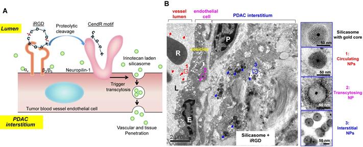 Theranostics Image