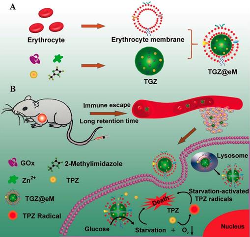 Theranostics Image