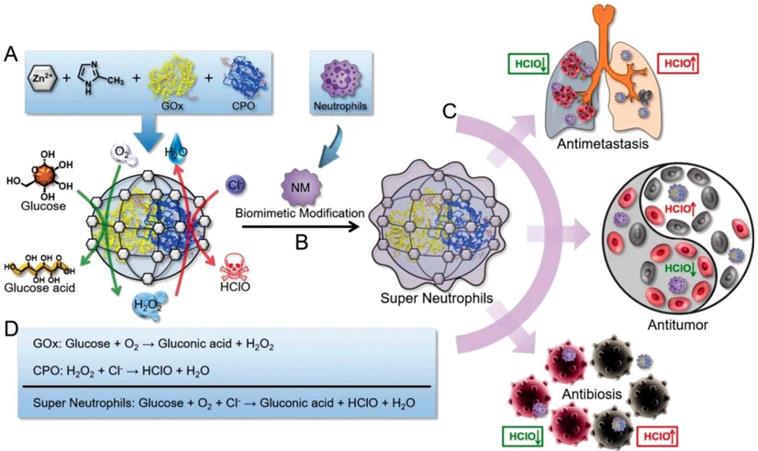 Theranostics Image