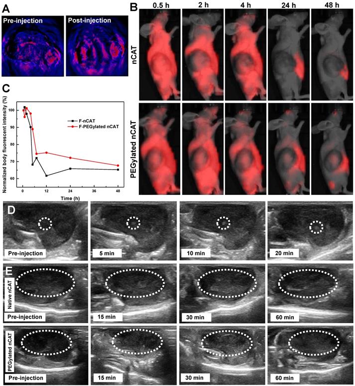 Theranostics Image