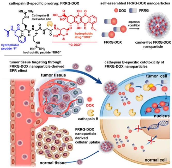 Theranostics Image