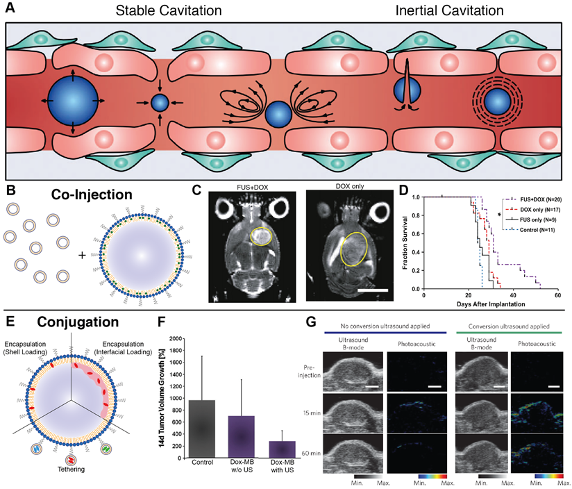 Theranostics Image