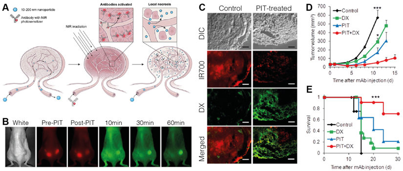 Theranostics Image