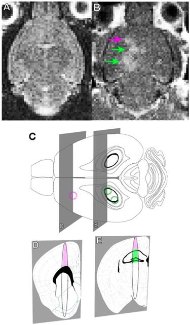 Theranostics Image