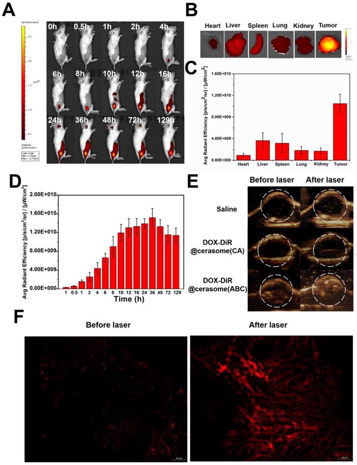 Theranostics Image