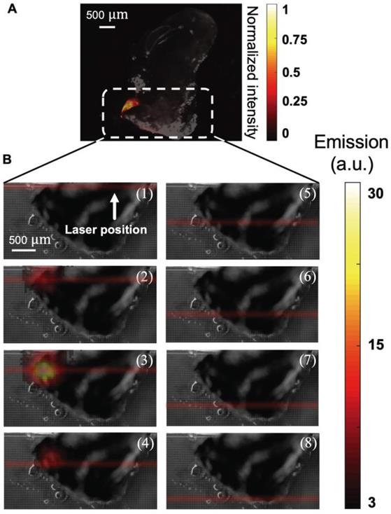 Theranostics Image