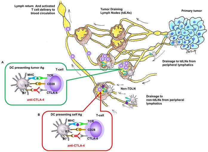 Theranostics Image