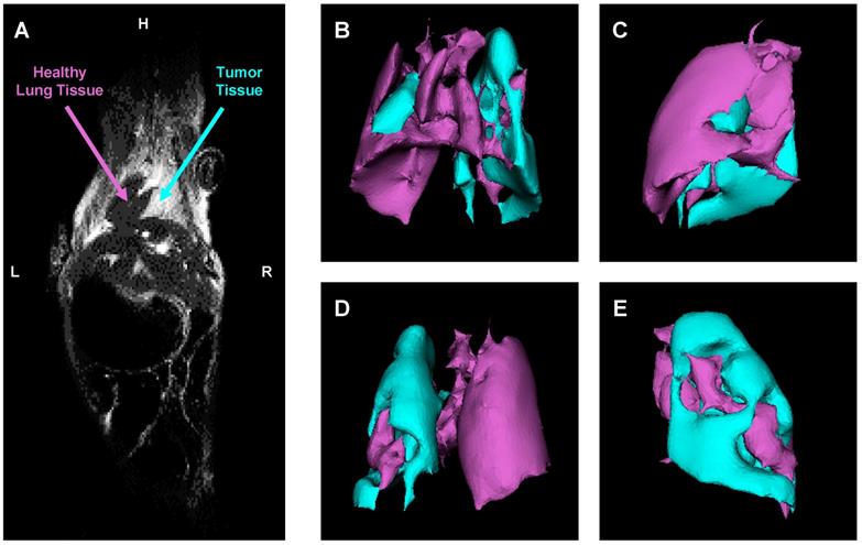 Theranostics Image