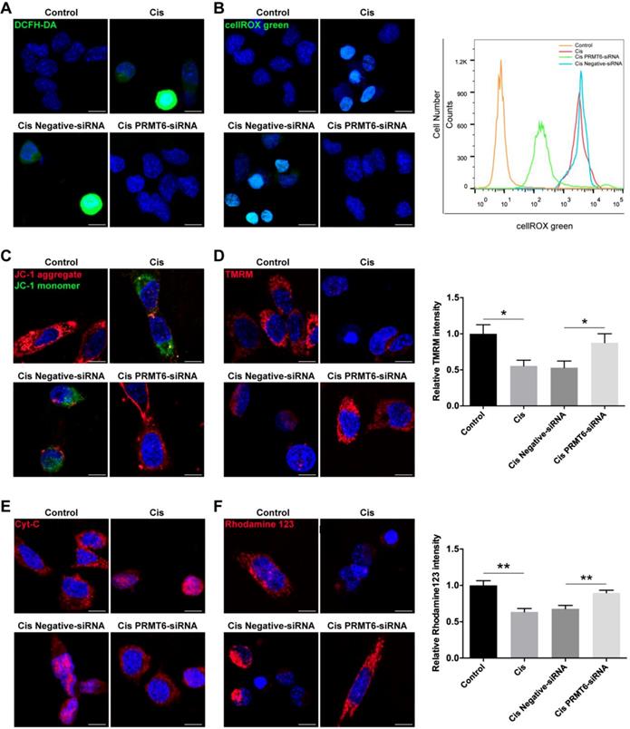 Theranostics Image