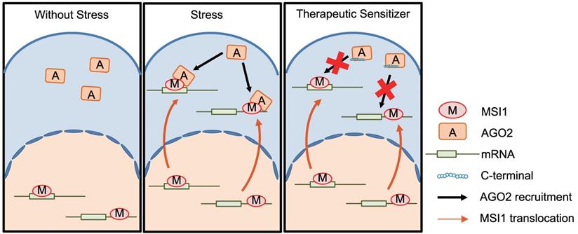 Theranostics Image