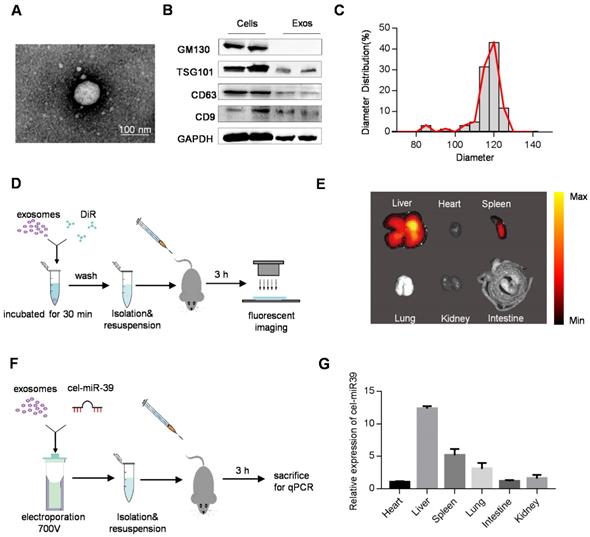 Theranostics Image