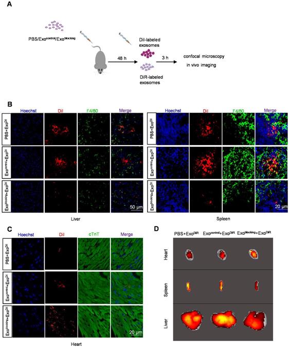 Theranostics Image