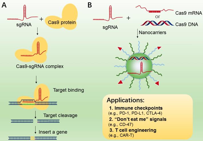 Theranostics Image