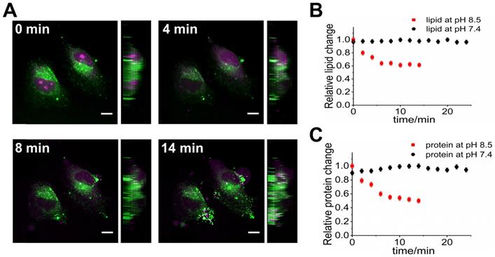 Theranostics Image