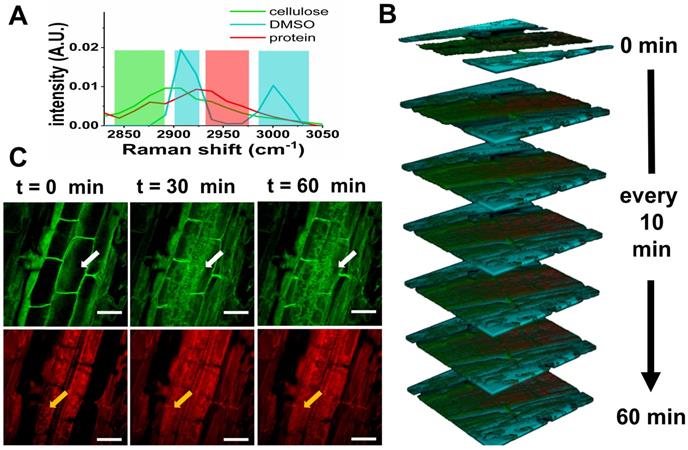 Theranostics Image