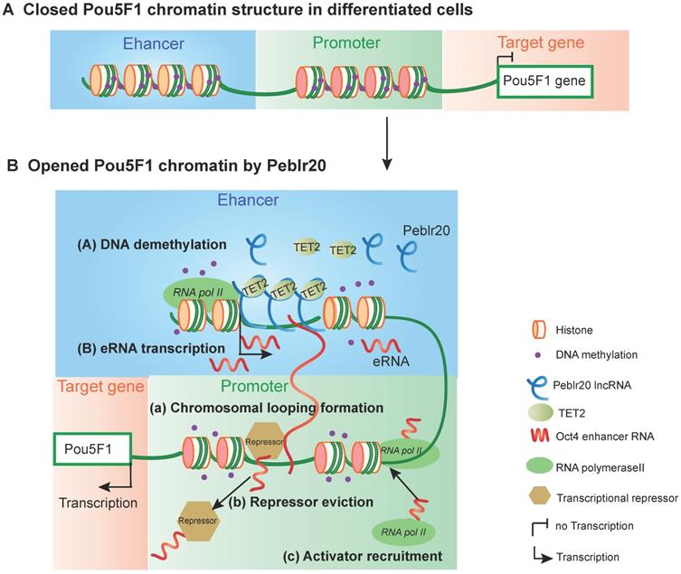 Theranostics Image