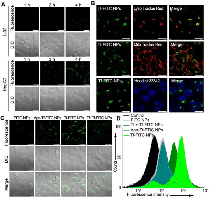 Theranostics Image