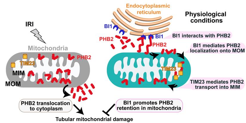 Theranostics Image