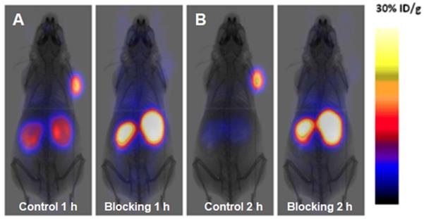 Theranostics Image