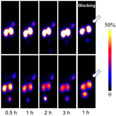 Theranostics Image