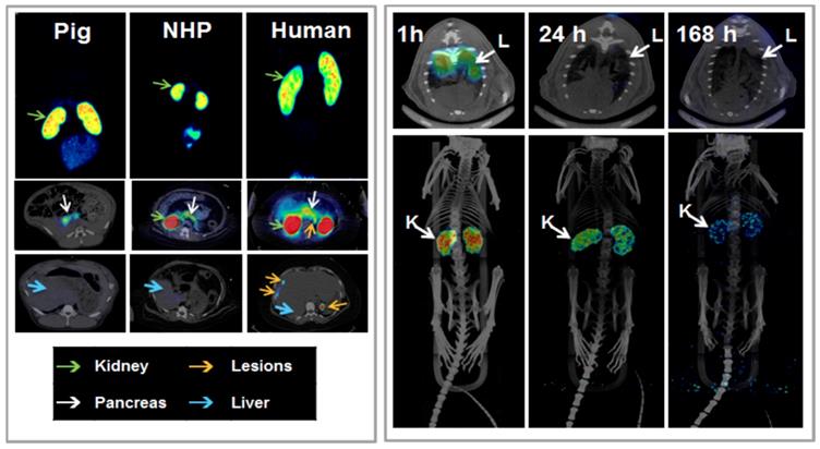 Theranostics Image