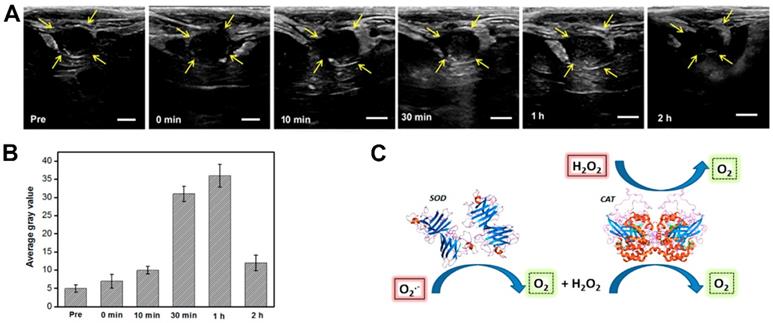 Theranostics Image