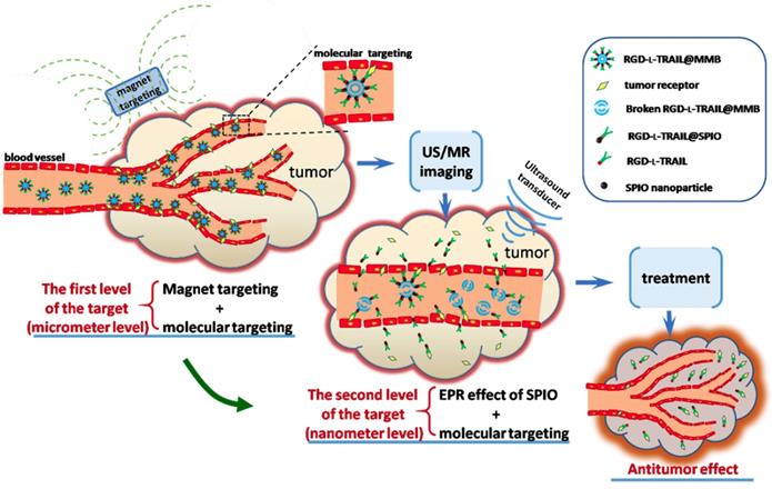 Theranostics Image