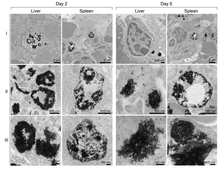 Theranostics Image