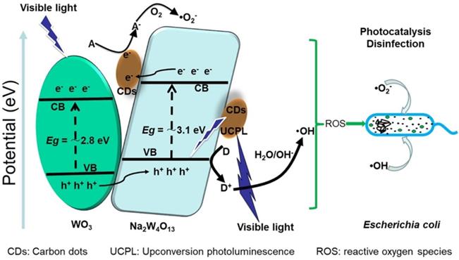 Theranostics Image