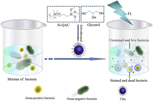 Theranostics Image