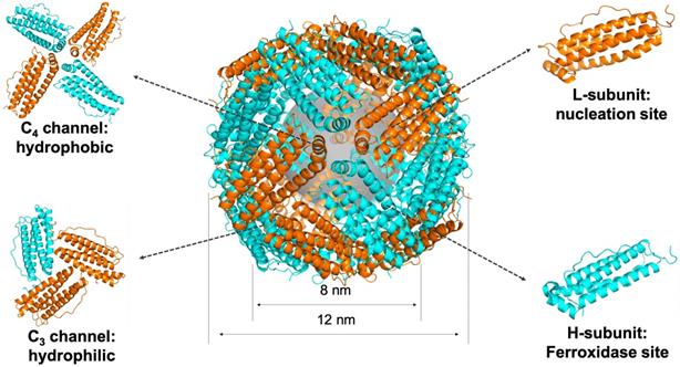 Theranostics Image