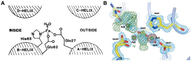 Theranostics Image