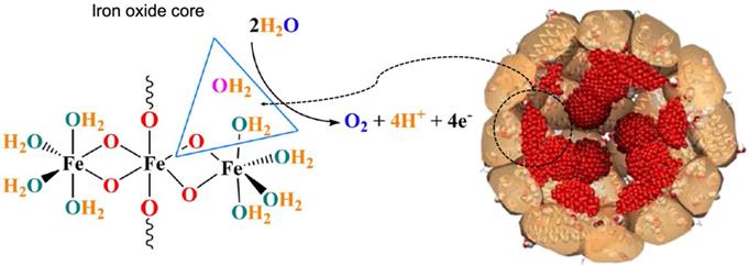 Theranostics Image