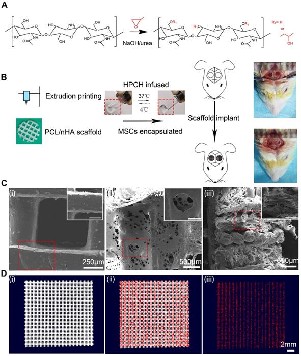 Theranostics Image