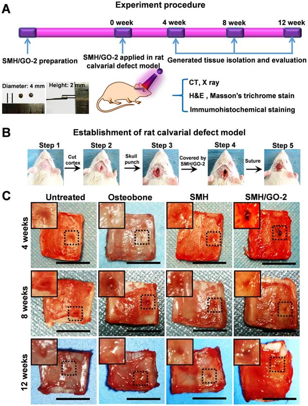 Theranostics Image