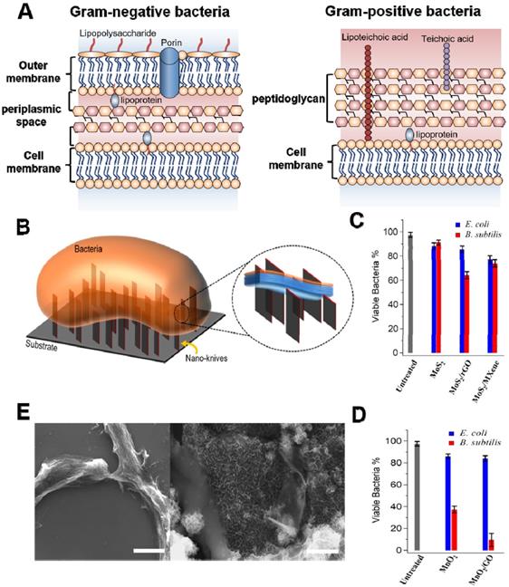 Theranostics Image