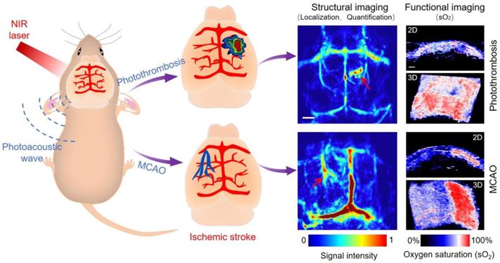 Theranostics Image