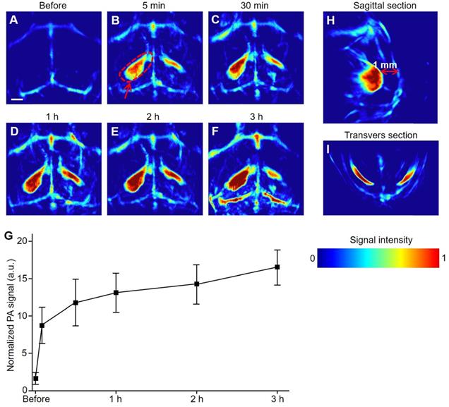 Theranostics Image