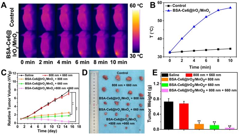 Theranostics Image