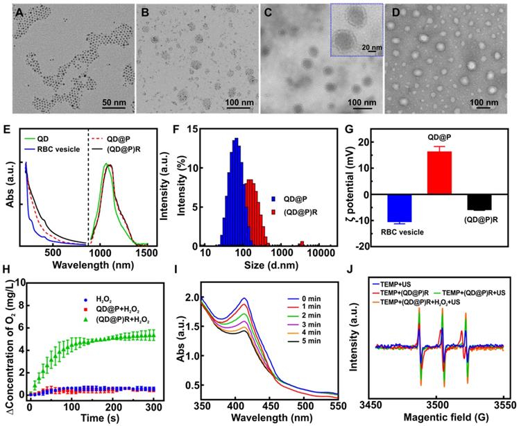 Theranostics Image