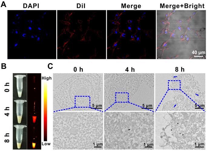 Theranostics Image