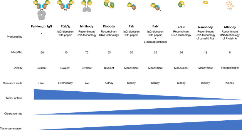 Theranostics Image