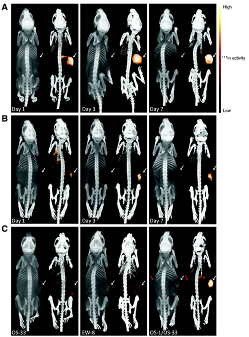 Theranostics Image