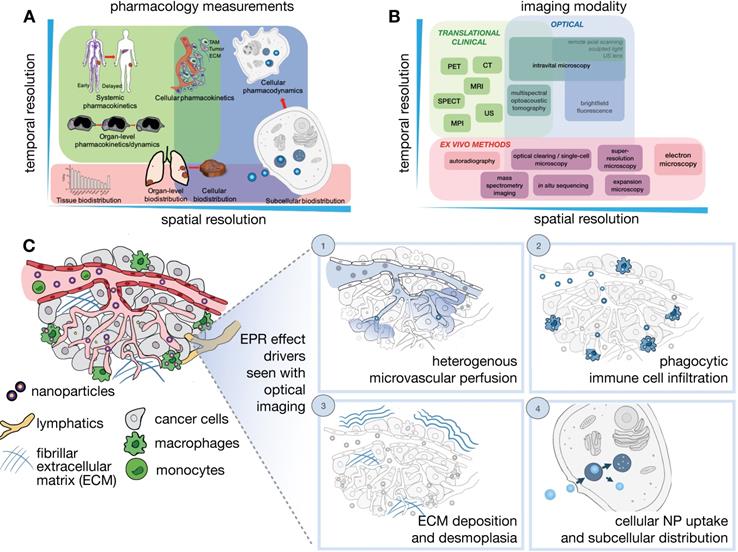 Theranostics Image